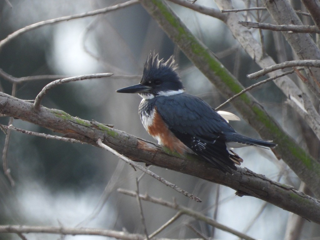 Belted Kingfisher - ML613515807