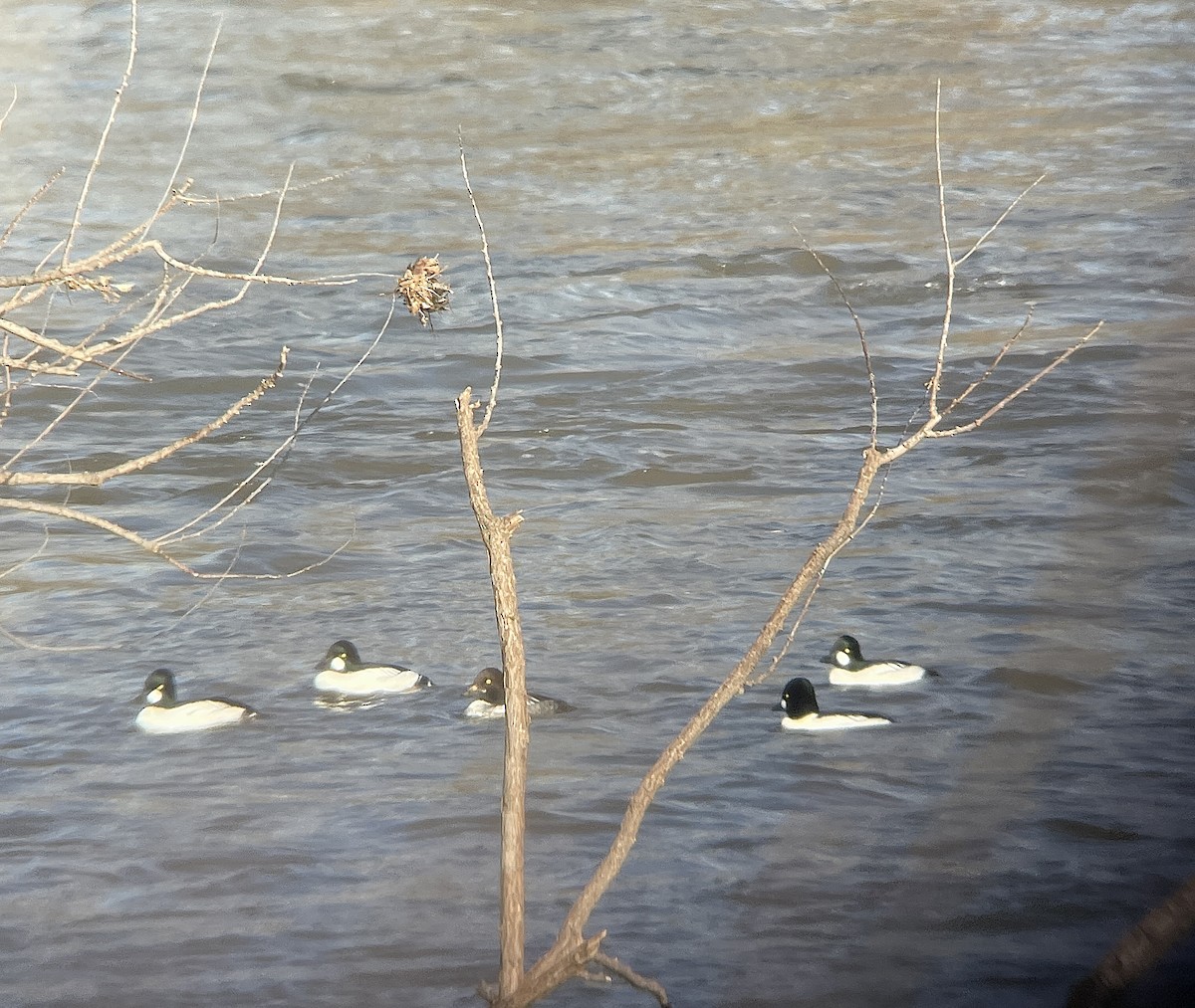 Common Goldeneye - ML613515850