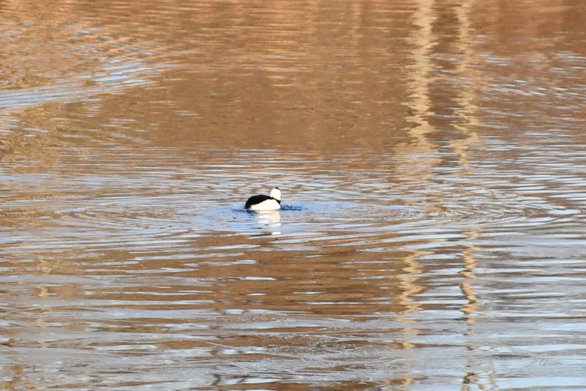 Bufflehead - ML613515877