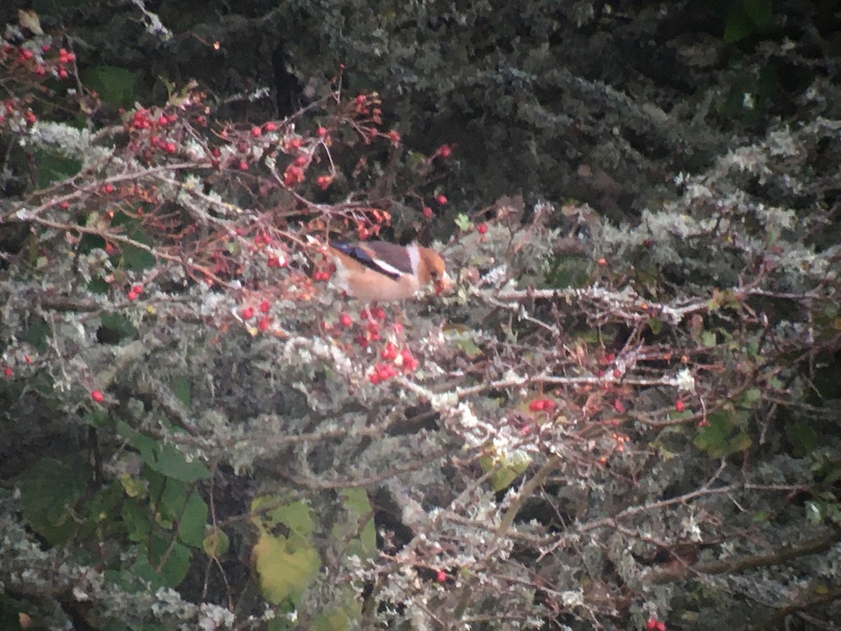 Hawfinch - ML613515971