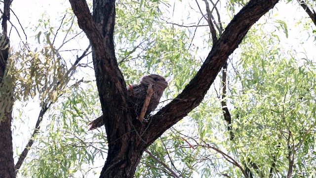 Tawny Frogmouth - ML613515975