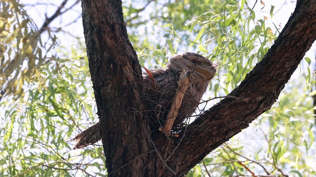 Tawny Frogmouth - ML613515982