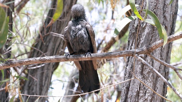 Apostlebird - ML613515995