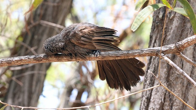 Apostlebird - ML613515998