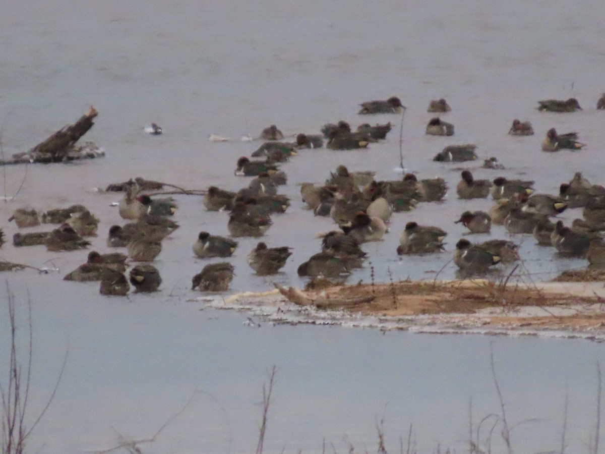 Green-winged Teal - ML613516018