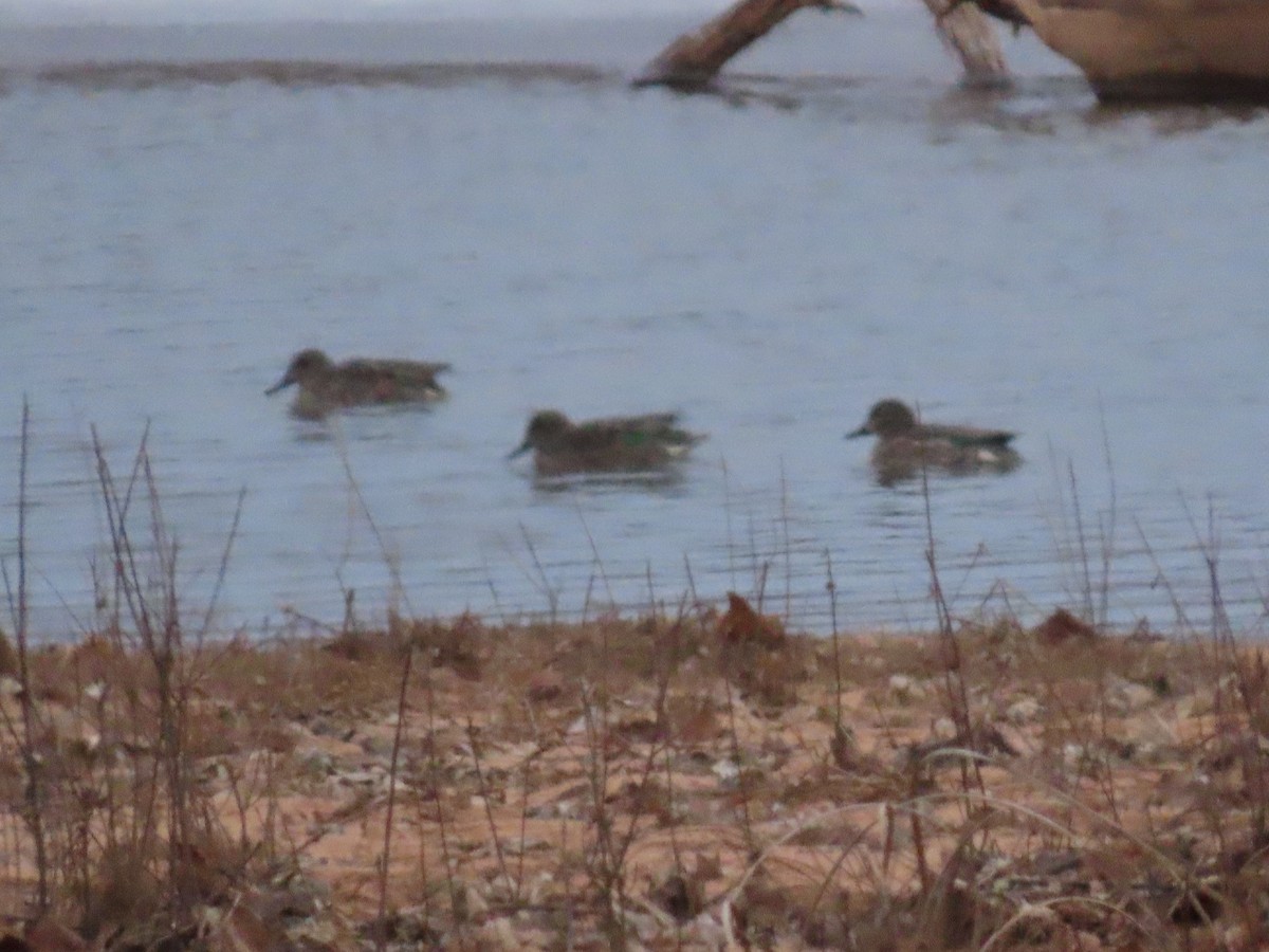 Green-winged Teal - ML613516019