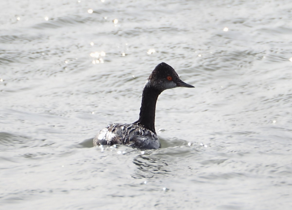 Eared Grebe - ML613516070