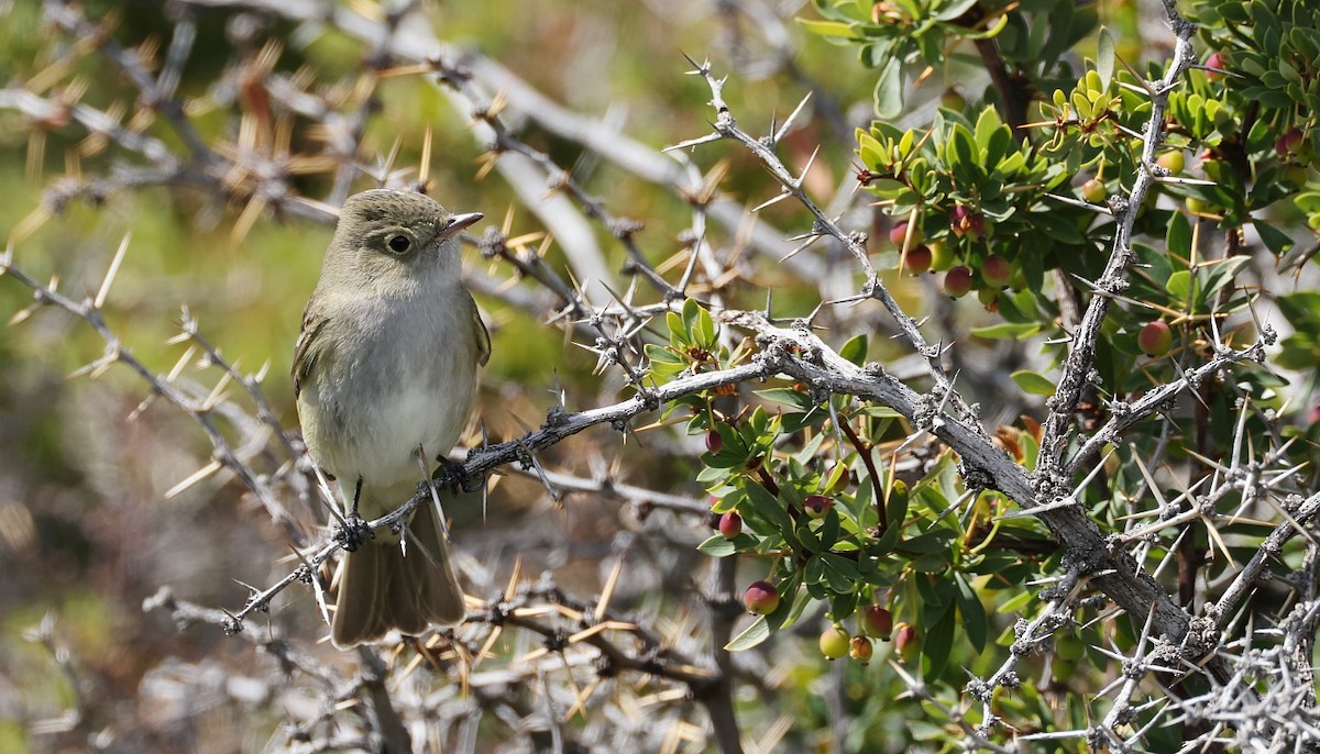 White-crested Elaenia (Chilean) - ML613516244