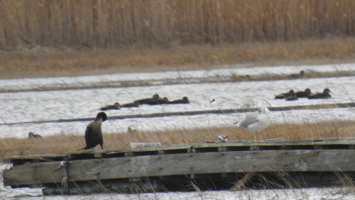 Double-crested Cormorant - Anca Vlasopolos