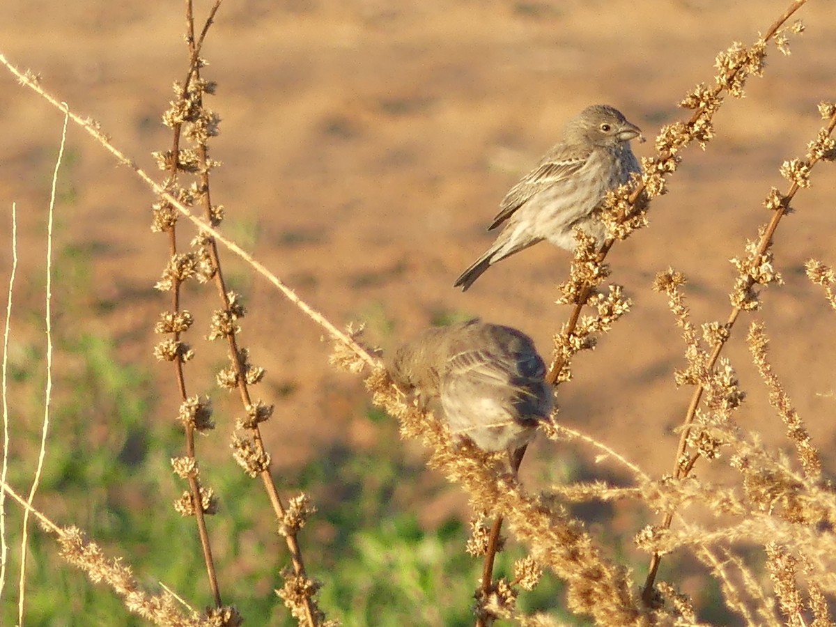 House Finch - ML613516356