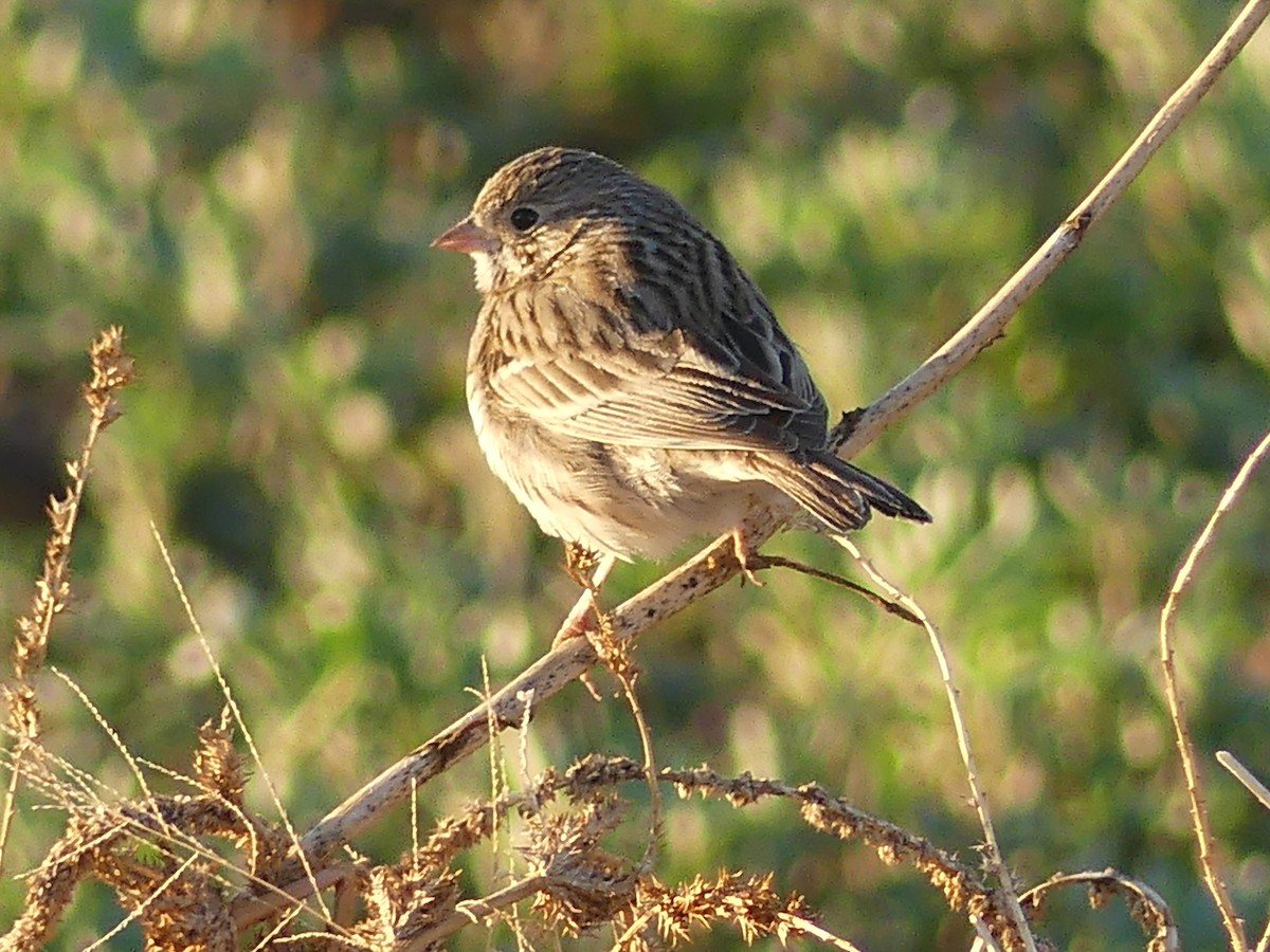 House Finch - ML613516357