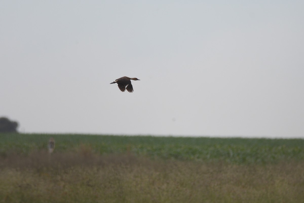 Fulvous Whistling-Duck - ML613516365