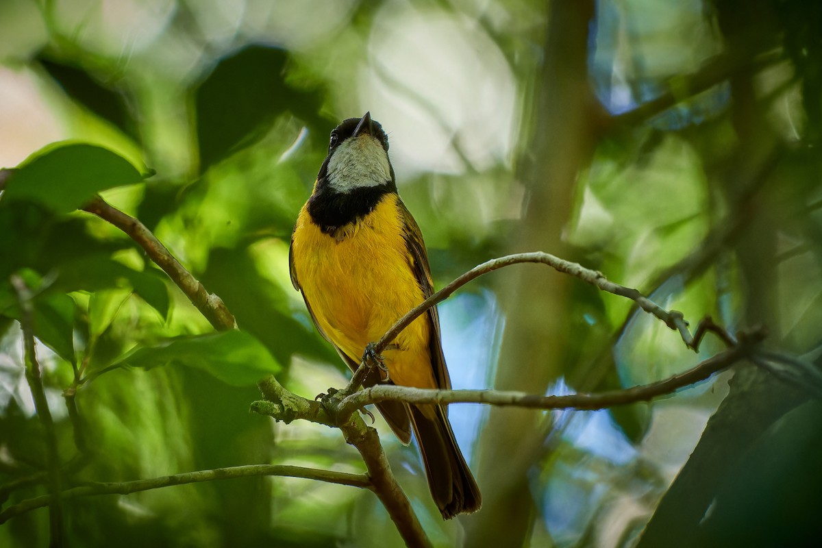 Golden Whistler - Tomáš Grim