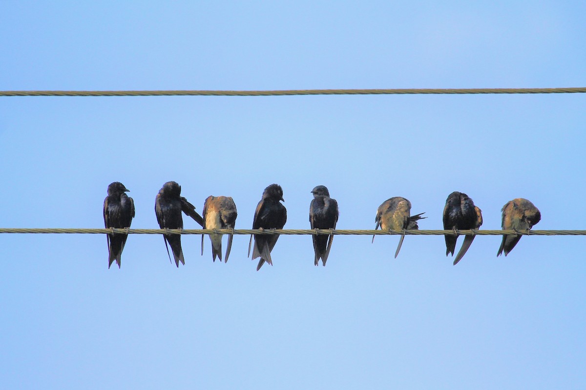 Purple Martin - Brandon Stidum