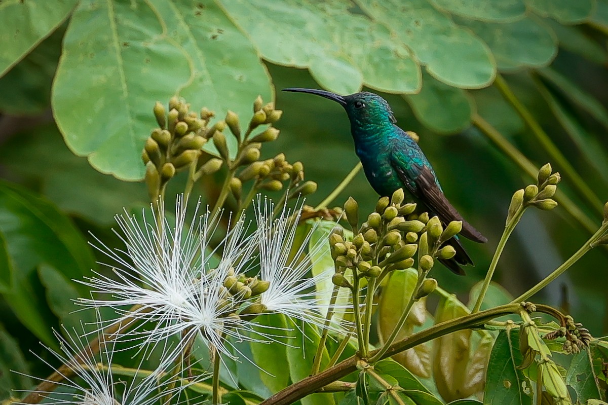 safirstrupekolibri - ML613516594