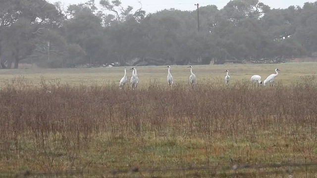 Whooping Crane - ML613516622