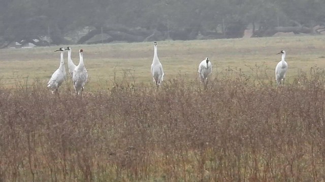 Whooping Crane - ML613516671