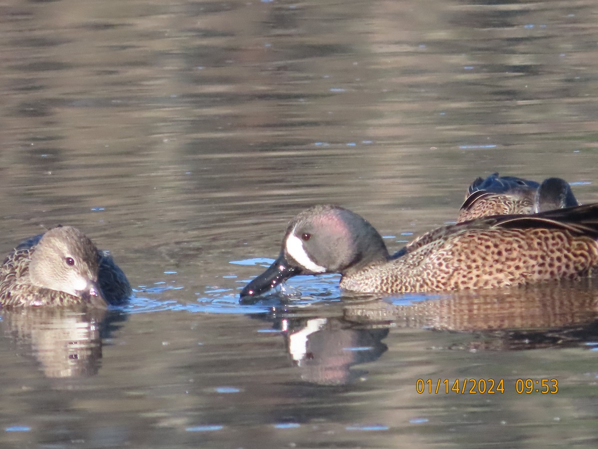 Blue-winged Teal - ML613516696