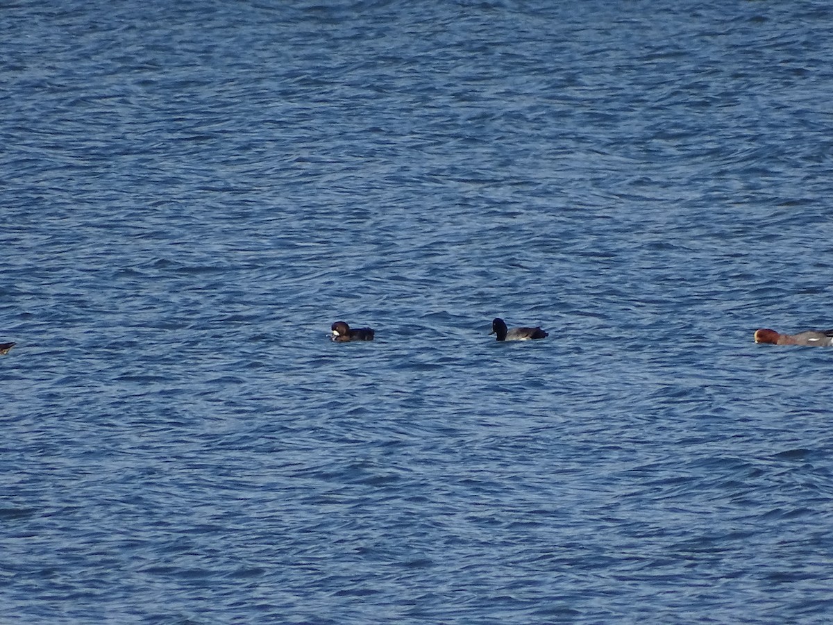 Greater Scaup - ML613516727