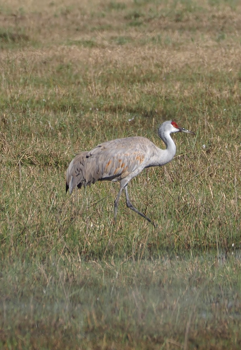 Sandhill Crane - ML613516736