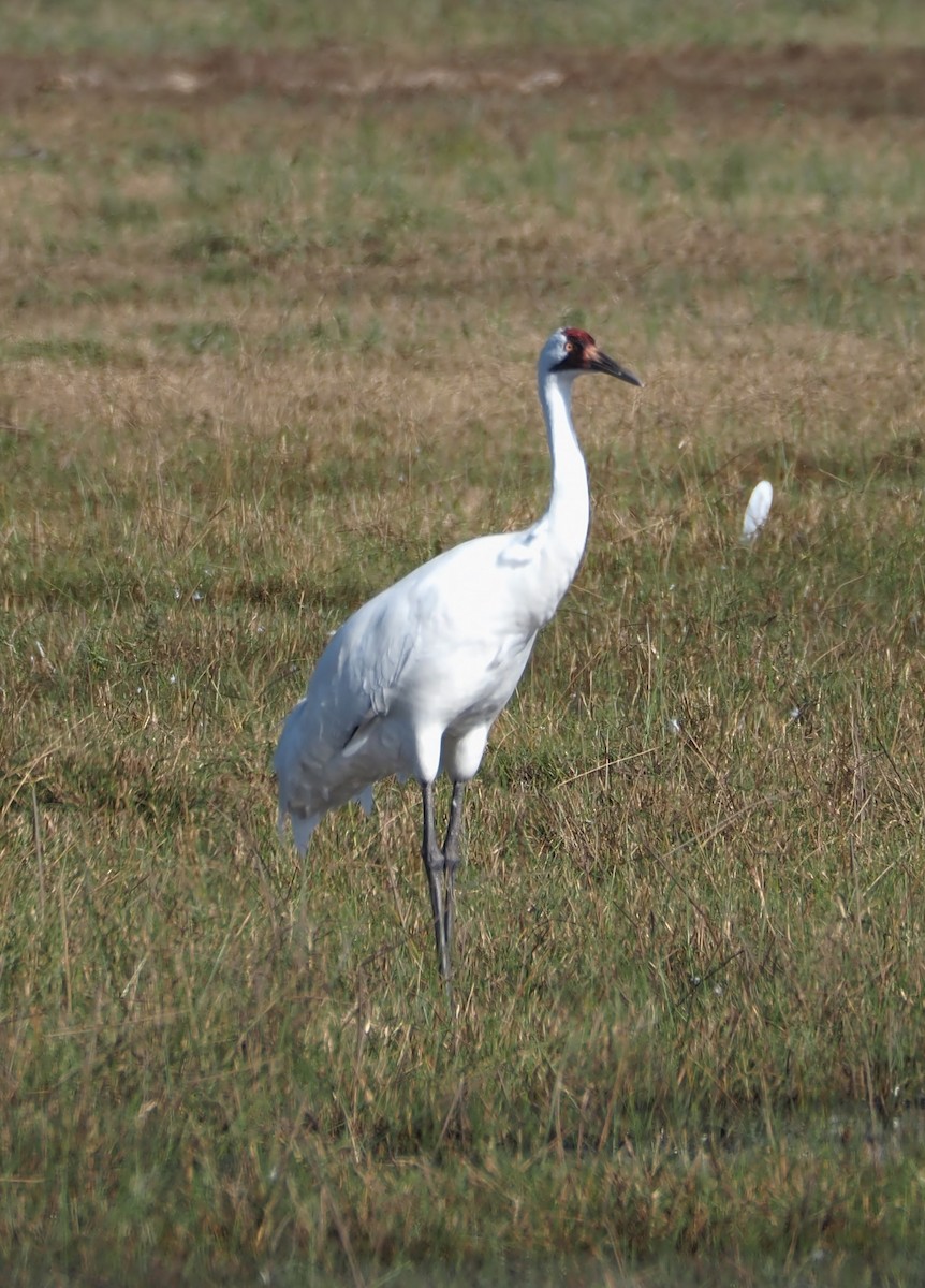 Whooping Crane - ML613516745