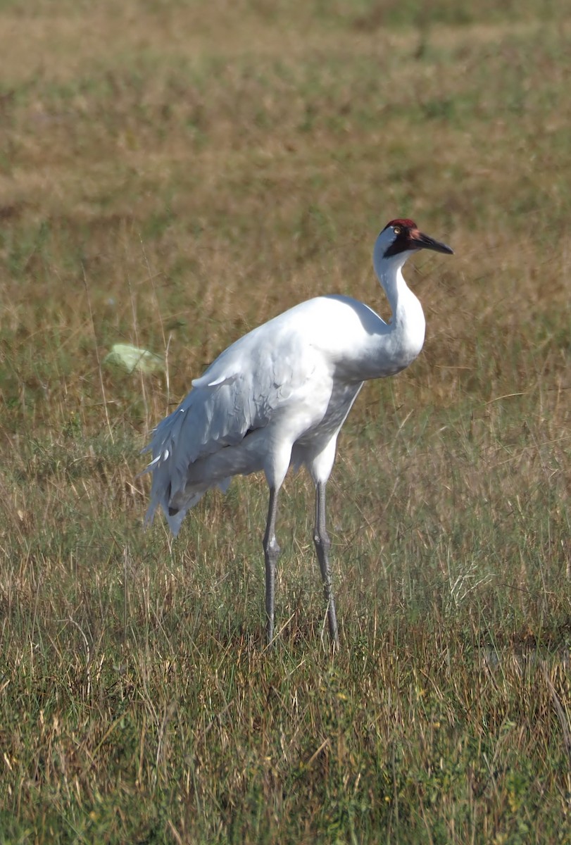 Whooping Crane - ML613516750