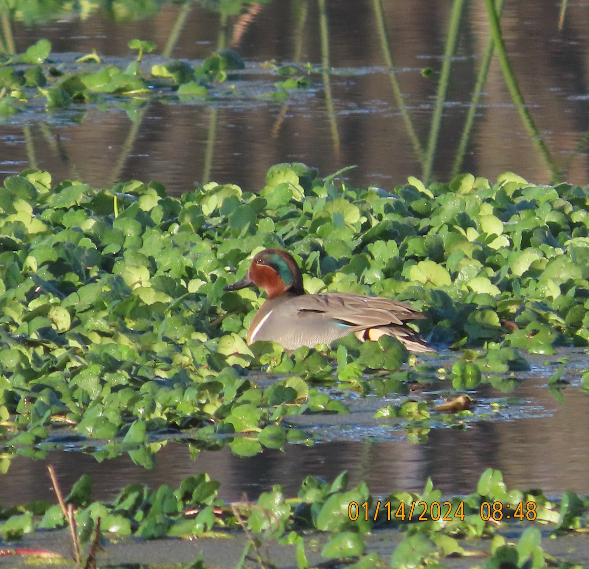 Green-winged Teal - ML613516771