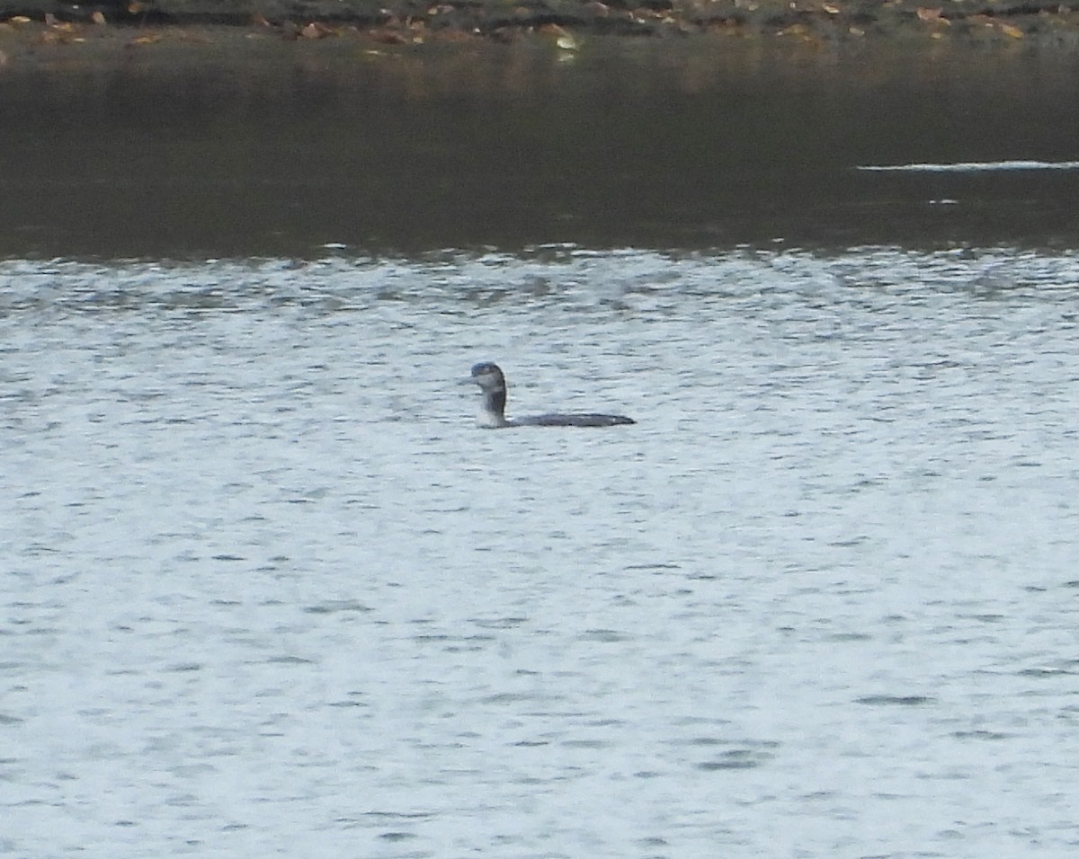Common Loon - ML613516802