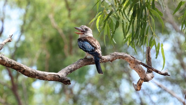 Martin-chasseur à ailes bleues - ML613516870