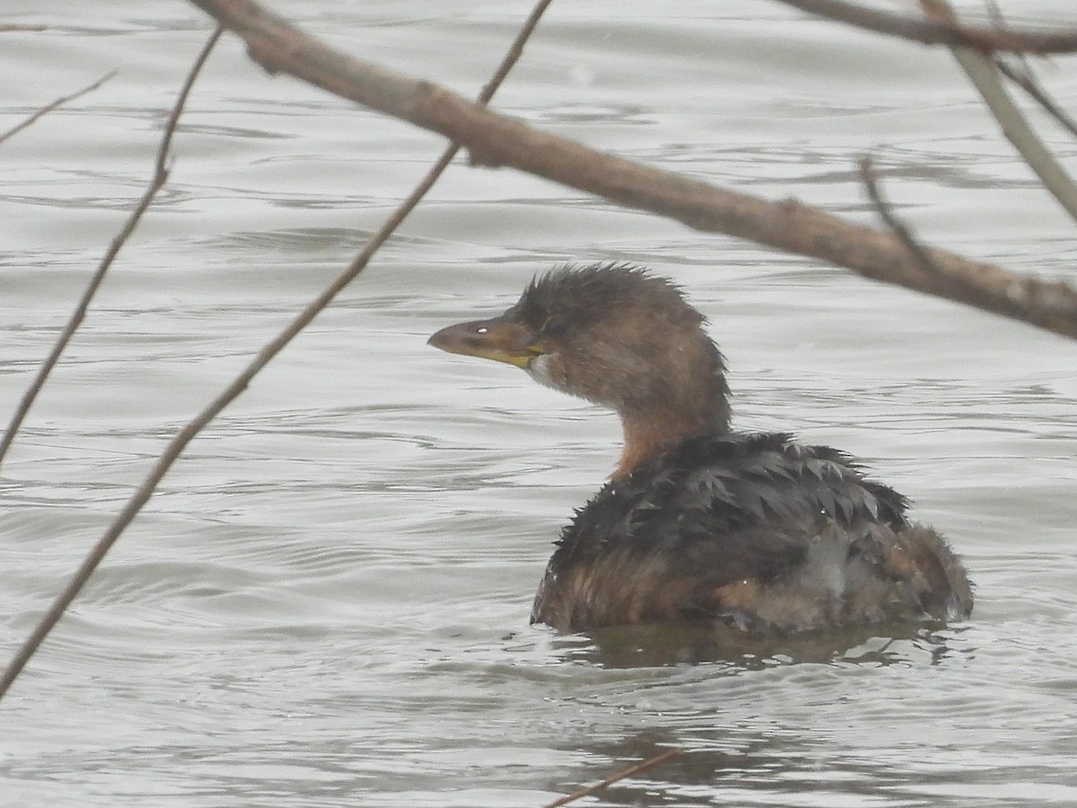 Pied-billed Grebe - ML613516882