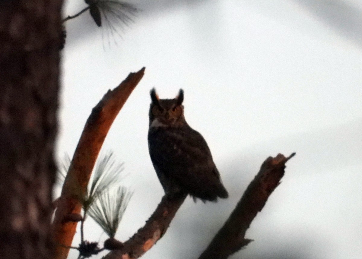 Great Horned Owl - ML613516883