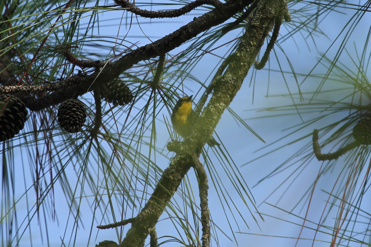 Grace's Warbler - ML613516885