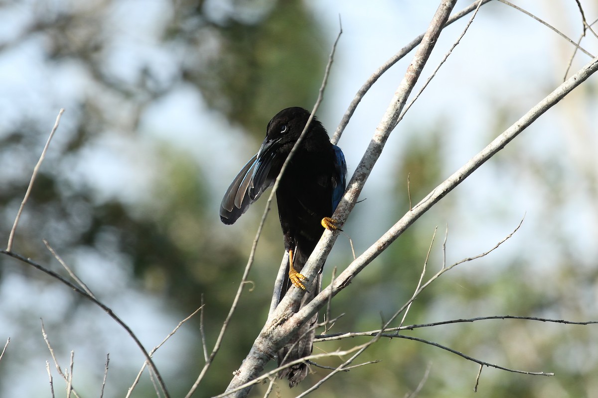 Yucatan Jay - ML613516897