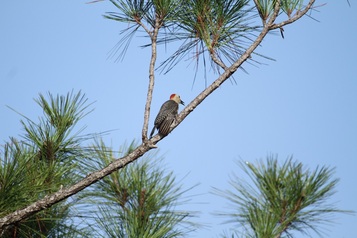 Yucatan Woodpecker - ML613516921