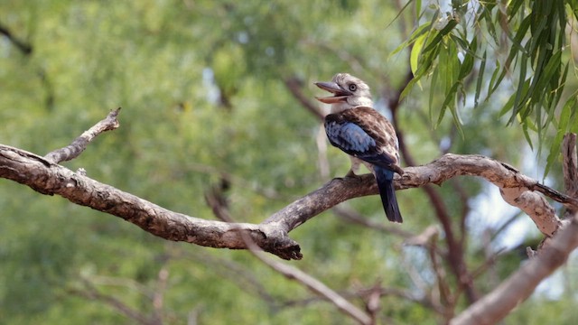 Blue-winged Kookaburra - ML613516939