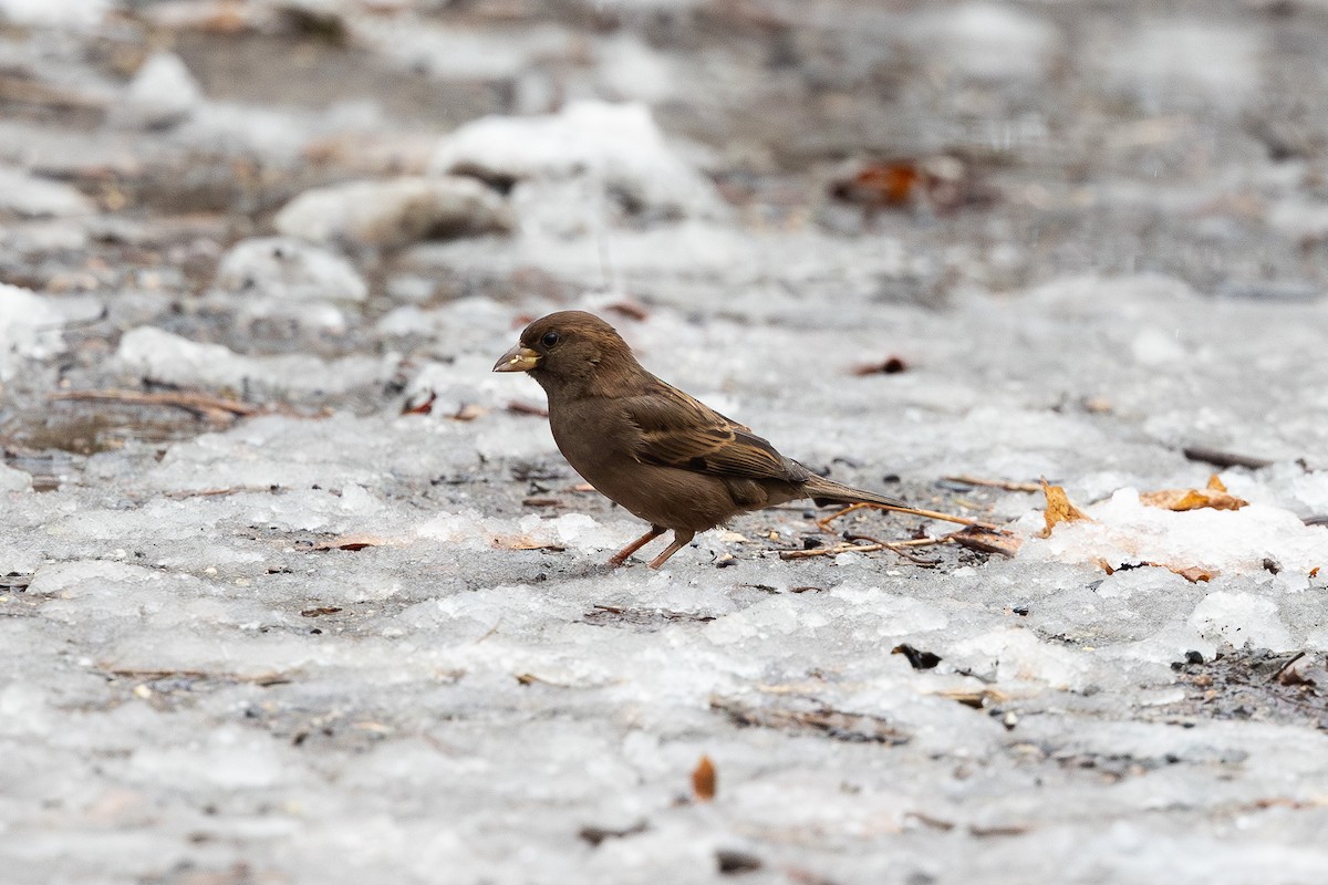 House Sparrow - Cesar Ponce