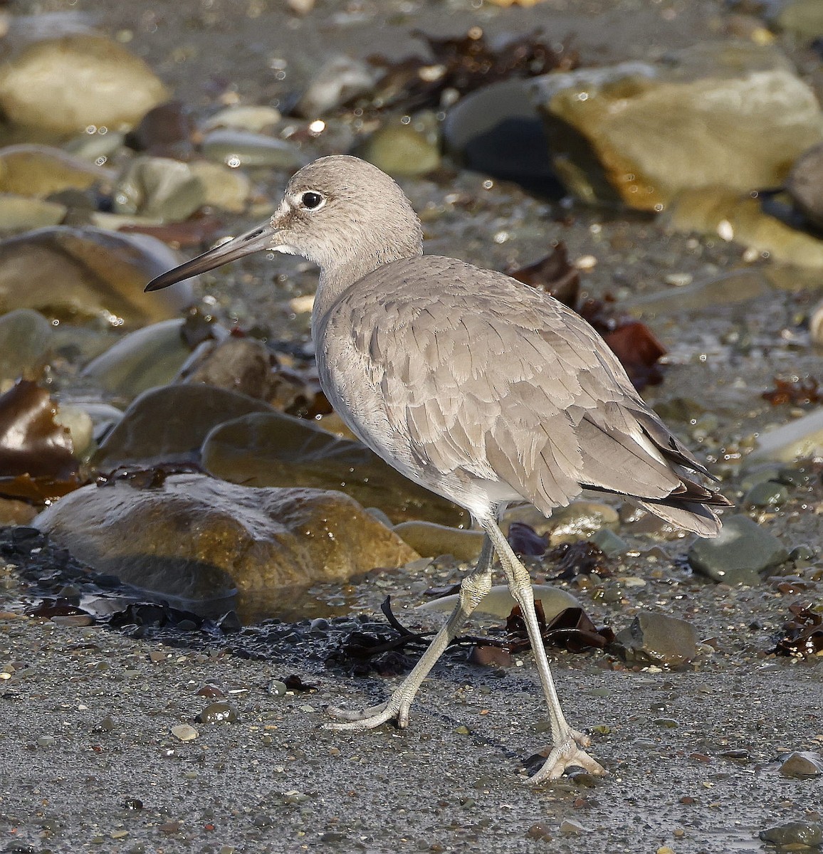 Willet - Charles Fitzpatrick