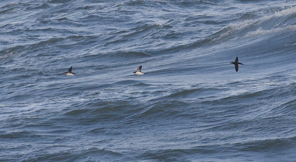 Thick-billed Murre - ML613517037