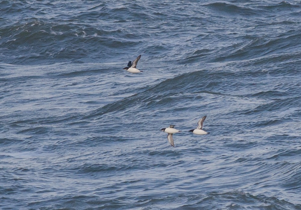 Thick-billed Murre - ML613517038