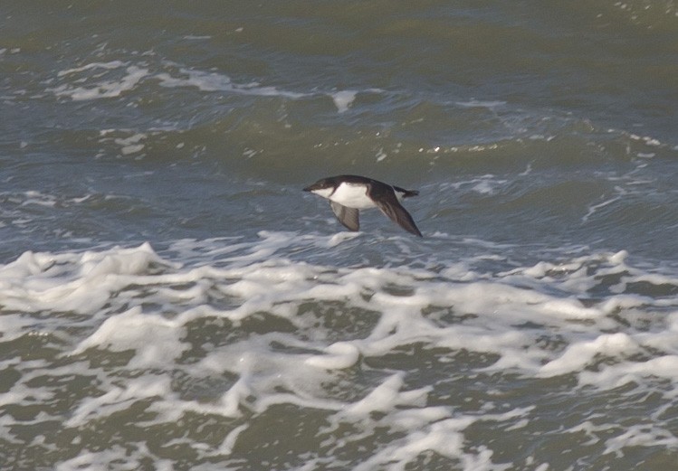 Thick-billed Murre - ML613517042