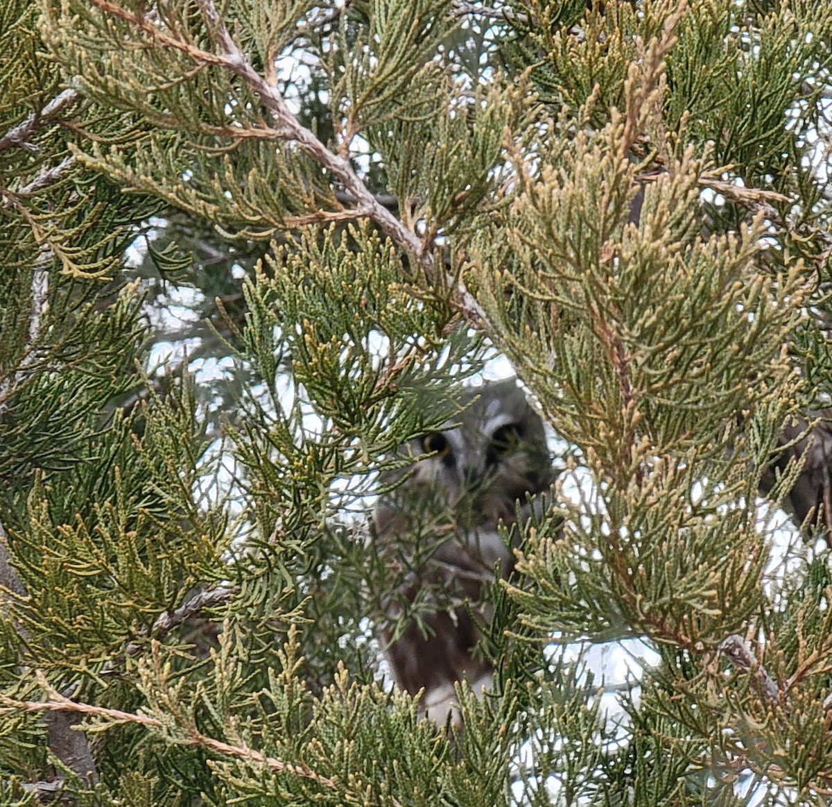 sýc americký - ML613517066