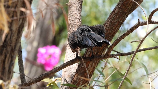 Apostlebird - ML613517073