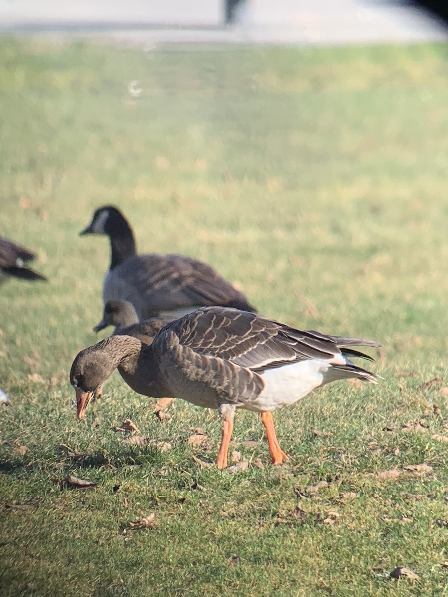 Greater White-fronted Goose - ML613517209