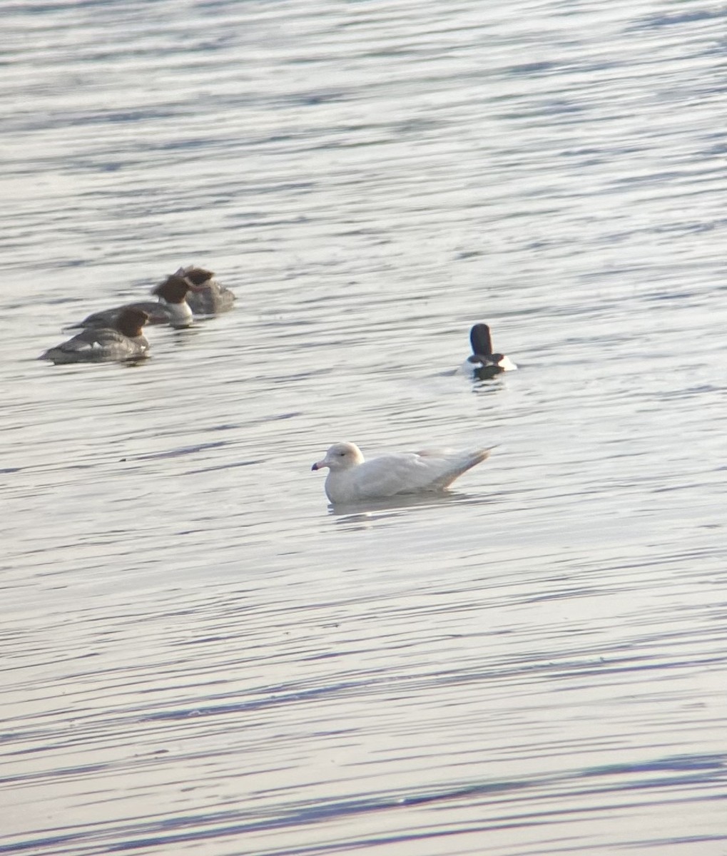 Glaucous Gull - Cam Walker