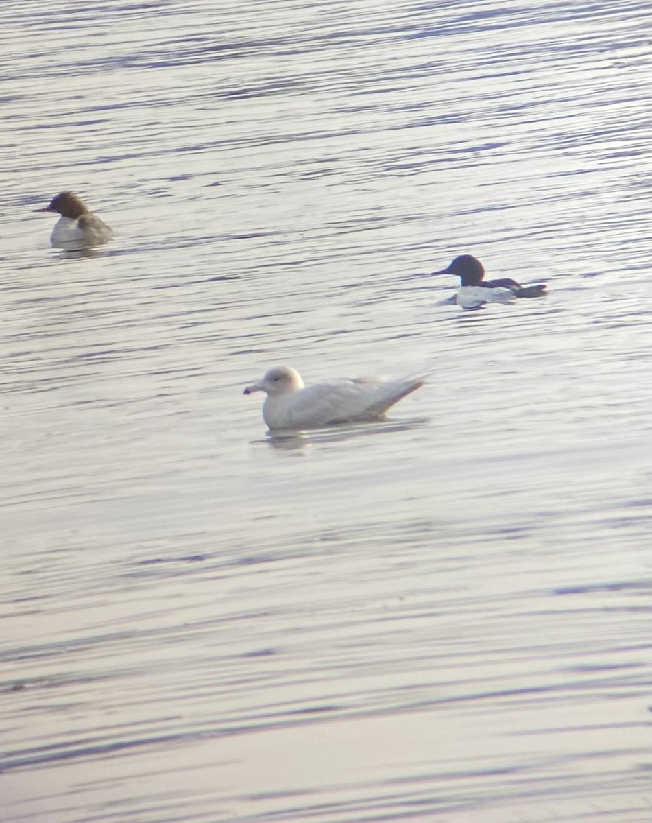 Glaucous Gull - ML613517273