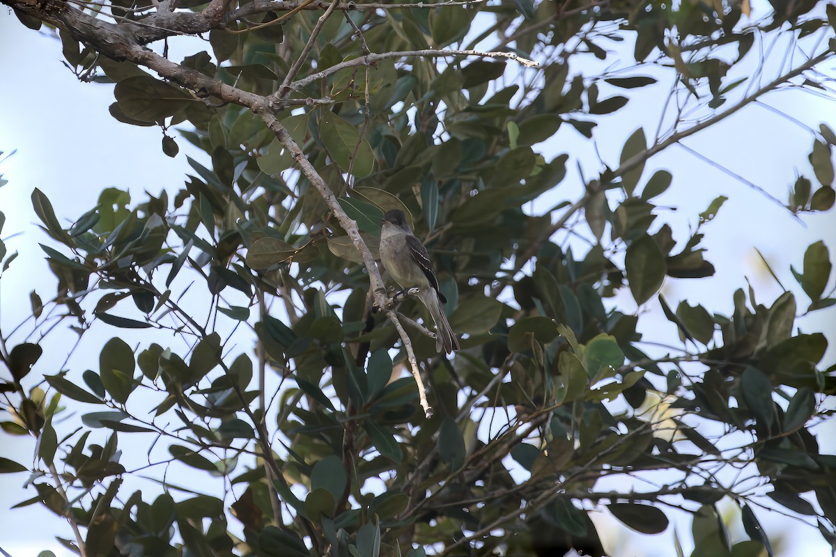 Northern Tropical Pewee - ML613517287