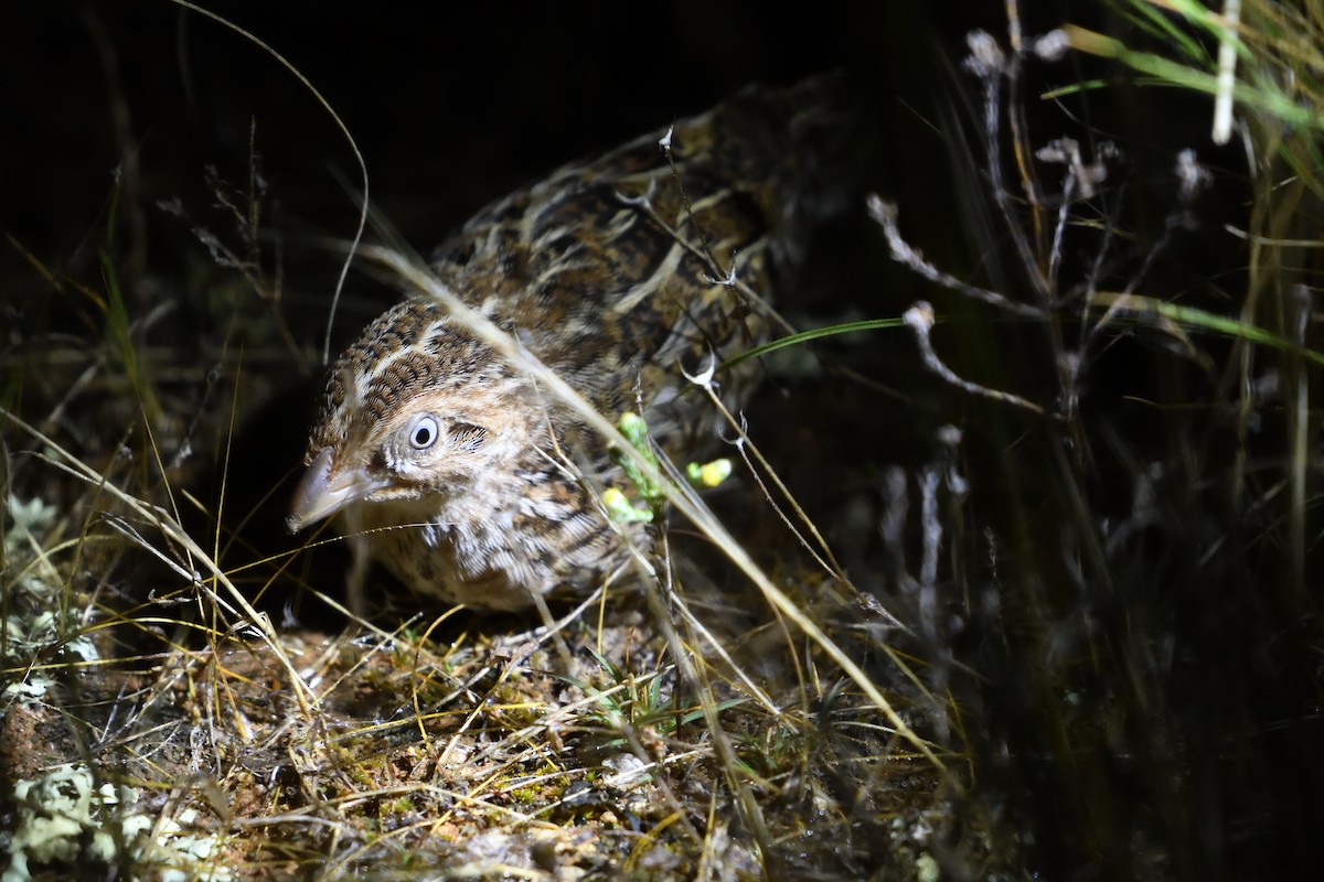 Little Buttonquail - ML613517437