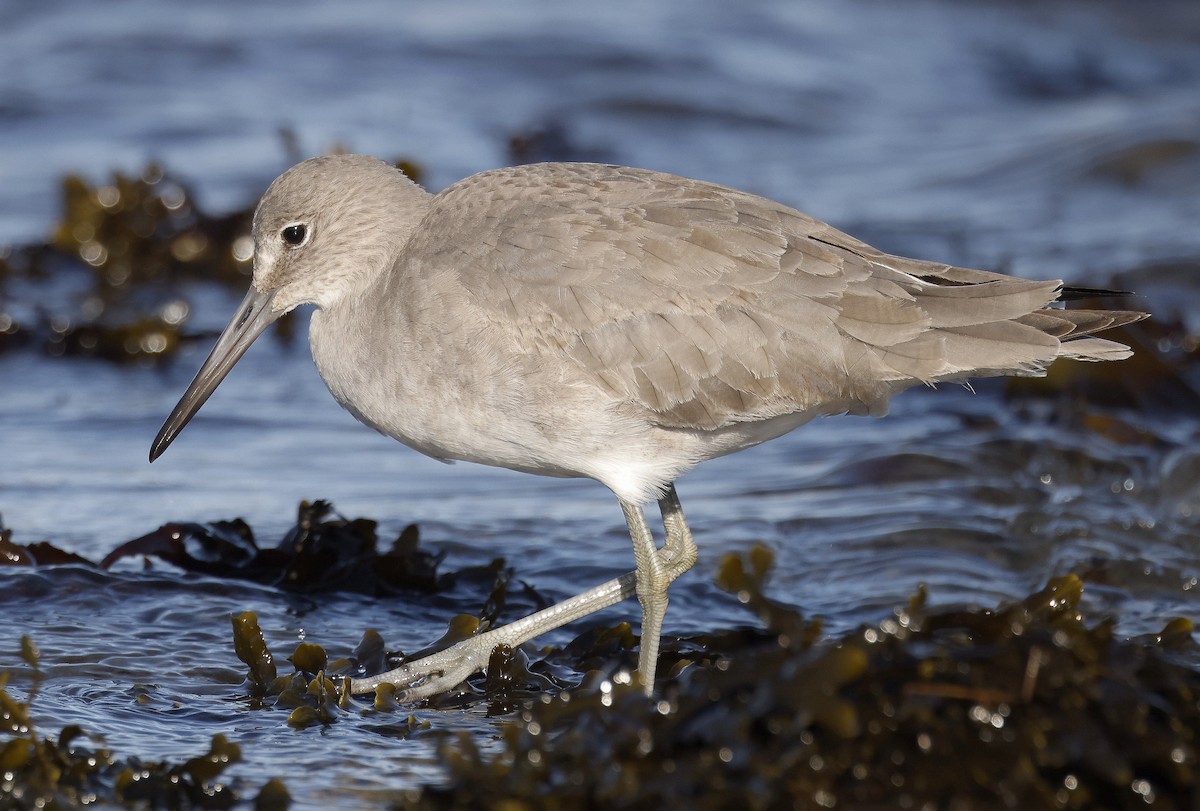 Willet - Charles Fitzpatrick