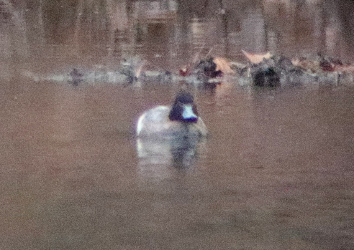 Greater/Lesser Scaup - Molly Jacobson