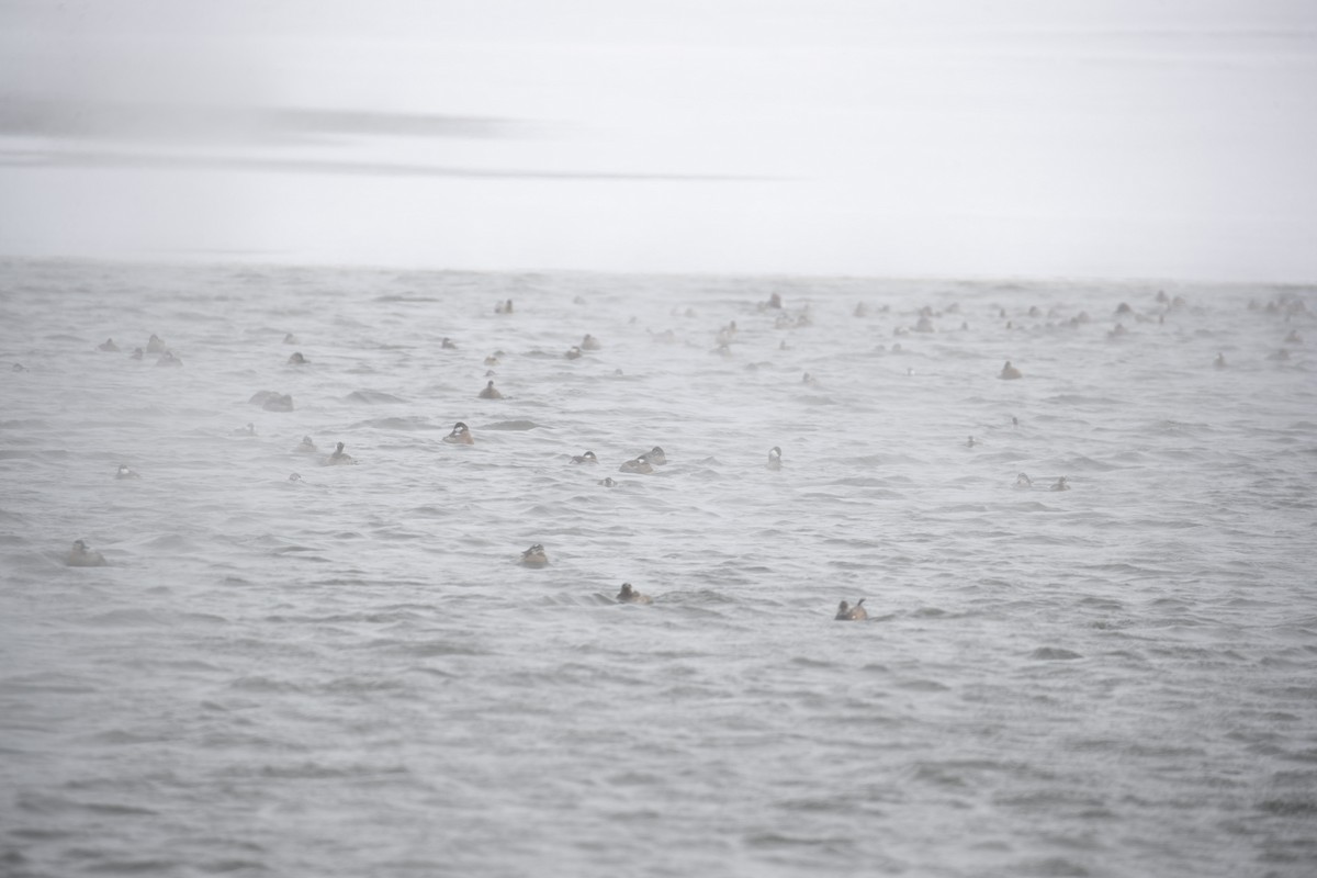 Ruddy Duck - ML613517697